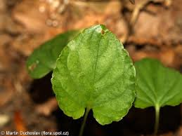 Attēlu rezultāti vaicājumam “Viola riviniana leaf”