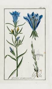 Attēlu rezultāti vaicājumam “Gentiana pneumonanthe flower”