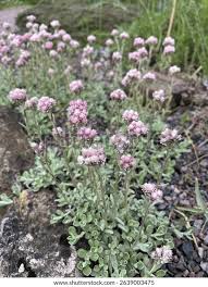 Attēlu rezultāti vaicājumam “Antennaria dioica male flower”