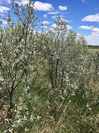 Attēlu rezultāti vaicājumam “Elaeagnus commutata”