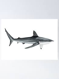 Image result for Carcharhinus obscurus