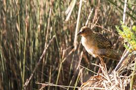 Image result for Porphyrio alleni