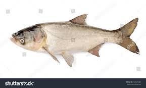 Image result for Hypophthalmichthys molitrix