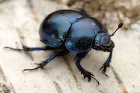 Attēlu rezultāti vaicājumam “Trypocopris vernalis”