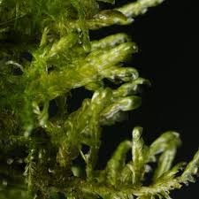 Attēlu rezultāti vaicājumam “Neckera complanata”