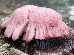 Attēlu rezultāti vaicājumam “Symphytocarpus flaccidus spores”