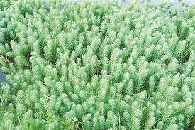 「粉綠狐尾藻」的圖片搜尋結果