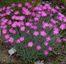 Image result for Dianthus gratianopolitanus