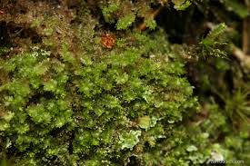 Attēlu rezultāti vaicājumam “Lophozia ventricosa”