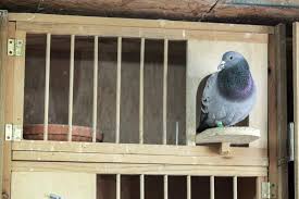 Image result for Meridian Racing Pigeon Lofts