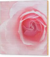 Image result for FOTO ROSA