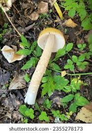 Attēlu rezultāti vaicājumam “Amanita crocea”