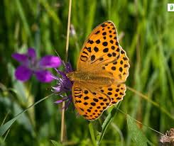 Attēlu rezultāti vaicājumam “Argynnis laodice female”