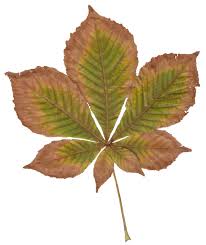 Attēlu rezultāti vaicājumam “Aesculus hippocastanum leaf”