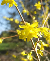 Attēlu rezultāti vaicājumam “Forsythia suspensa”