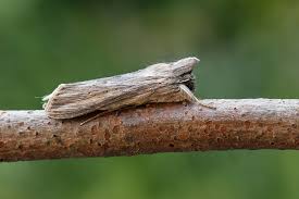 Attēlu rezultāti vaicājumam “Cucullia umbratica”