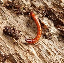 Attēlu rezultāti vaicājumam “Elateridae larva”