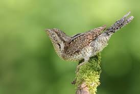 Image result for Jynx torquilla