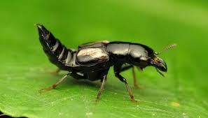 Billedresultat for rovbille