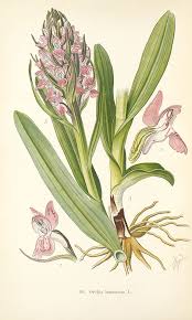 Attēlu rezultāti vaicājumam “Dactylorhiza russowii leaf”