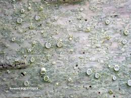 Attēlu rezultāti vaicājumam “Lecanora albella”