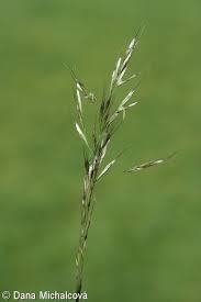 Attēlu rezultāti vaicājumam “Helictotrichon pubescens”