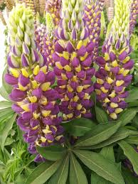 Attēlu rezultāti vaicājumam “Lupinus polyphyllus”