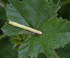 Attēlu rezultāti vaicājumam “Larentia clavaria”