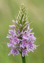 Attēlu rezultāti vaicājumam “Dactylorhiza fuchsii flower”