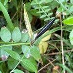 Attēlu rezultāti vaicājumam “Vicia sepium fruit”