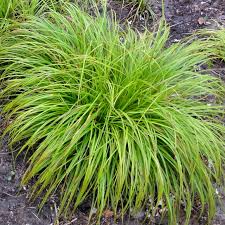 Attēlu rezultāti vaicājumam “Carex montana”