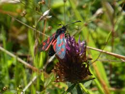 Attēlu rezultāti vaicājumam “Zygaena sp.”