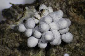 Attēlu rezultāti vaicājumam “Claustria didermoides macro”