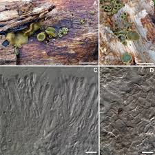 Attēlu rezultāti vaicājumam “Ionomidotis irregularis”
