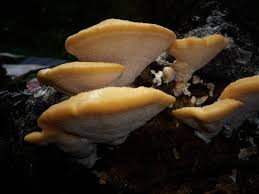 Attēlu rezultāti vaicājumam “Climacocystis borealis”