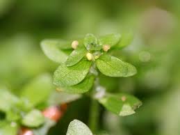 Attēlu rezultāti vaicājumam “Callitriche cophocarpa leaf”