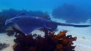 Image result for Bathytoshia brevicaudata