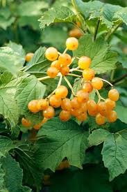 Attēlu rezultāti vaicājumam “Viburnum opulus fruit”