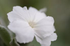 Image result for Lychnis coronaria