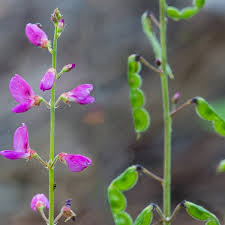 Attēlu rezultāti vaicājumam “Trichia flavicoma stalked”