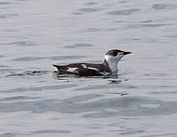 Image result for Brachyramphus perdix