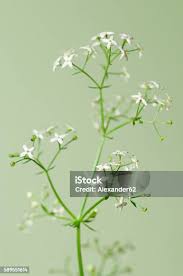 Attēlu rezultāti vaicājumam “Galium album”