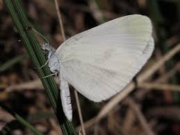 Attēlu rezultāti vaicājumam “Leptidea sinapis underside”
