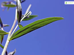 Attēlu rezultāti vaicājumam “Epilobium palustre fruit”