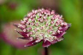 Attēlu rezultāti vaicājumam “Astrantia major fruit”