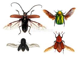 Attēlu rezultāti vaicājumam “Potosia cuprea imago”