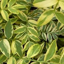 Attēlu rezultāti vaicājumam “Cenolophium denudatum leaf”