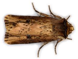 Attēlu rezultāti vaicājumam “Axylia putris”