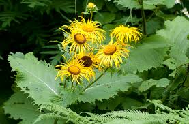 Image result for Telekia speciosa