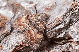 Attēlu rezultāti vaicājumam “Colostygia pectinataria male”